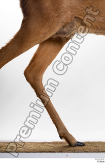 Deer Doe 2 leg 0005.jpg